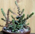 Sedum caducum Clausen, 1950